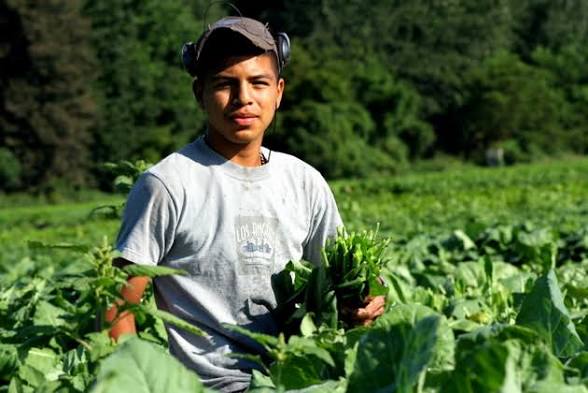Joven agricultor mexicano sosteniendo cosecha en campo de cultivo